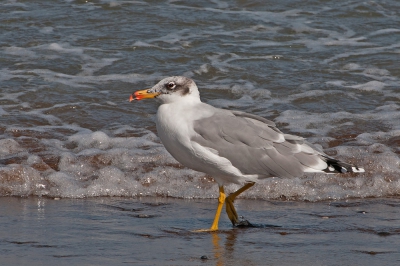 <i class='fa fa-user'></i> Jaap Vink | Reuzenzwartkopmeeuw  <i class='fa fa-eye'> 539</i>   <i class='fa fa-comment-o'> 5</i>