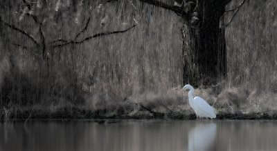 <i class='fa fa-user'></i>&nbsp;Jan van der Linden&nbsp;|   Grote Zilverreiger&nbsp; <i class='fa fa-eye'>&nbsp;475</i> &nbsp;<i class='fa fa-thumbs-up'>&nbsp;8</i> &nbsp; <i class='fa fa-comment-o'>&nbsp;13</i>