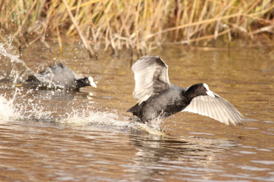 hallo allemaal

De territoriumgevechten tussen de meerkoeten branden weer los. Het is altijd wel leuk om vast te leggen hoe een verliezende meerkoet zich spetterend uit de voeten maakt!