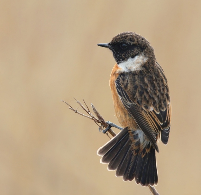 Met Remco vandaag in de middag nog even wezen kijken in het Lauwersmeer. Er zitten genoeg leuke soorten en ook deze roodborsttapuitjes waren nog van de partij. Prachtig te benaderen en waanzinnig mooi om te zien hoe ze zich d.m.v. hun staart in evenwicht houden, in de harde wind..! Hier mooi met gespreide staart waar ik erg blij mee ben ;-)

Groet, Thijs