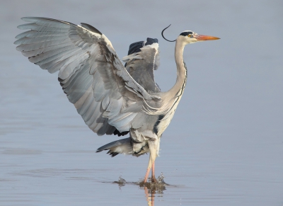 <i class='fa fa-user'></i>&nbsp;Edward van Altena&nbsp;|   Blauwe Reiger&nbsp; <i class='fa fa-eye'>&nbsp;572</i> &nbsp; <i class='fa fa-comment-o'>&nbsp;5</i>