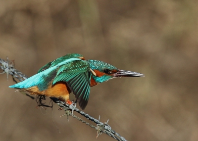 Vandaag even tijd gemaakt om op pad te gaan. Waar ik de ijsvogel enkele jaren geleden gezien had, zat er vandaag ook een. Het is wel geen tak als rustplaats, maar wel midden boven het water.