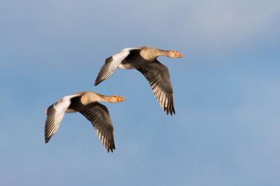 In de Wieden is het in deze tijd een drukte van belang. Een tijdje gepost in n van de observatiehutten in de buurt van Giethoorn. Regelmatig flyby's van (veelal) Grauwe ganzen.  Het vroege zonnetje zorgde voor mooi licht.