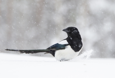 Tijdens een stevige sneeuwbui kwam deze ekster voor de hut, het blijft lastig (vind ik) met het zwart wit van de ekster en ook nog een sneeuw qua belichting. Ik vond deze goed geslaagd.
www.natuurflits.nl serie van zweden wordt maar groter en groter ;-)