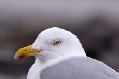 Foto genomen van uit de auto rijdend over de Brouwersdam tijden een vogelexcursie met de Vogelwerkgroep Zoetermeer