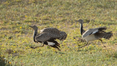 Weekje vakantie op Lanzarote met gezin, waardoor Birding op de 2de plaats kwam. Gelukkig toch wel wat tijd (vooral 's morgens) kunnen fotograferen. De Westelijke kraagtrap stond hoog op mijn lijstje, maar viel nog niet mee ze te vinden. Op de laatste ochtend voor vertrek, toch nog 2 gevonden en leuke serie kunnen maken. Hier hadden ze het met elkaar aan de stok en zaten ze elkaar achterna.