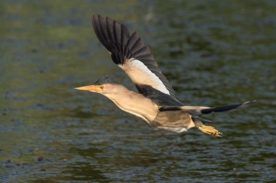 n van m'n favoriete vogels die ik graag fotografeer, veel observeren en aardig wat tijd insteken en uiteraard altijd een dosis geluk. Gefotografeerd zonder schuilhut.