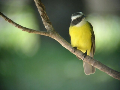 De grote Kiskadie is een vogel die herhaaldelijk zijn naam roept; kiskadie,kiskadie.
