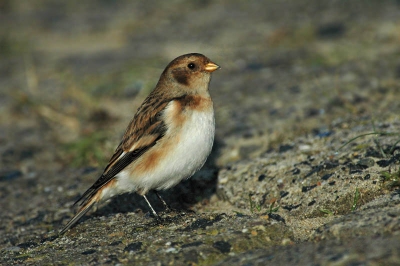 Mijn eerste foto op birdpix... Hallo allemaal! Vrouwtje sneeuwgors gefotografeerd op de buitensluis van Katwijk.