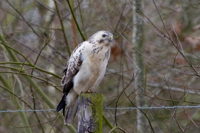 Deze Buizerd zat op een paaltje bij de afslag De Lutte op de A1.