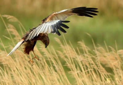 Bruine Kiekendief ziet prooi in het riet en blijft even zweven  waardoor ik een mooie kans had deze opname te maken.