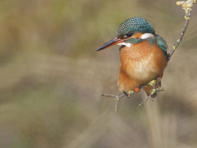 <i class='fa fa-user'></i>&nbsp;jewe&nbsp;|   IJsvogel&nbsp; <i class='fa fa-eye'>&nbsp;440</i> &nbsp; <i class='fa fa-comment-o'>&nbsp;5</i>