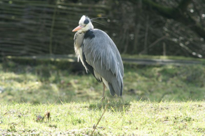 blauwe reiger in het westerpark, zoetermeer.
na een paar uilen te hebben geschoten ztond deze er wel heel mooi bij :-)