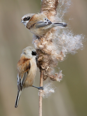 Wanneer de wind zo fel staat als vorige zondag dat de lisdodden uit je beeld waaien is het fotograferen van Buidelmezen geen meevaller.
Toch een aantal leuke beelden kunnen overhouden.