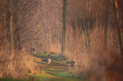 <i class='fa fa-user'></i>&nbsp;dick renes&nbsp;|   Grauwe Gans&nbsp; <i class='fa fa-eye'>&nbsp;562</i> &nbsp;<i class='fa fa-thumbs-up'>&nbsp;1</i> &nbsp; <i class='fa fa-comment-o'>&nbsp;10</i>
