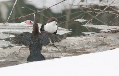 Bij deze foto zijn de twee vogels een stuk dichter bij elkaar. Heel leuk om de balts toevallig mee te maken, maar wel balen van de verkeerde camera-instellingen.