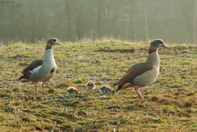 Het was koud - net boven vriespunt- zonnig en licht nevelig toen ik die zondagmiddag een wandeling maakte door Bijlmerweide, een natuurgebied aan de rand van Amsterdam Zuidoost. Dit koppeltje Nijlganzen trok mijn aandacht omdat ze luid alarmeerden telkens als wandelaars, en met name wandelaars met honden, te dicht in de buurt kwamen. Ze hadden al drie jongen bij zich, zo vroeg in het voorjaar al, dacht ik! Ik besloot wat verderop in het gras te gaan zitten, mijn telelens in de aanslag (handheld, stevig ondersteund met mijn elleboog op mijn knien). Beide volwassen vogels bleven me weliswaar goed in de gaten houden, maar kwamen ook al grazend steeds wat dichterbij, en mama ging uiteindelijk zelfs zitten, terwijl de kuikens zich verstopten onder haar vleugels.