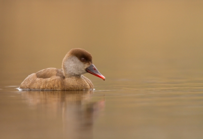 Half boven het water hangend tussen het riet en leunend op me cameratas  omdat ik geen statief bij me had heb ik genoten van deze krooneend. Het mannetje was iets schuwer en kwam iets minder dichtbij. 
Die upload ik van de week nog. 
Het was bewolkt weer en de achtergrond is weerspiegeling van het riet aan de overzijde. 
Heb een mooie serie kunnen maken en ben er blij mee.