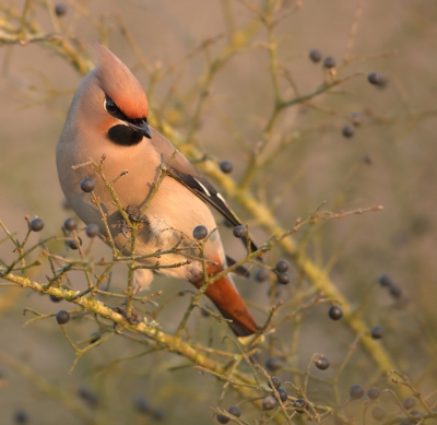 De pestvogels doken regelmatig van uit de bomen naar beneden om in de liguster struiken de bessen te verschalken. 
De laatste dag dat ze er waren viel me op dat ze ongebruikelijk veel tegen elkaar kwetterden en ze waren ook vrij druk en zie de volgende dag waren ze vertrokken.
Opname genomen in de allerlaatste fraaie zonnestralen voordat de zon tegen 5 uur achter de huizen verdween.