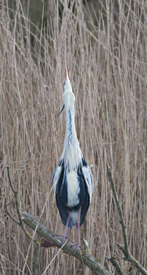 Deze blauwe reiger stond voor paal bij de Lepelaarsplassen in Almere.