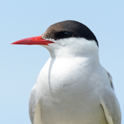 Opname gemaakt van de Noordse Stern op een van de eilanden voor de kust van Seahouses. Mooie plek om vogels te observeren.