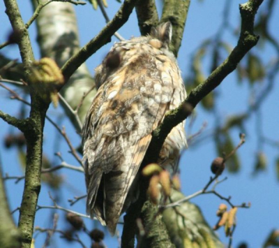 hij zat 20 meter hoog in de boom, het was helder weer, met helaas een takje voor de uil.
graag wil ik weten hoe ik hem mooier kan forograferen.