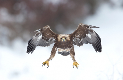 Young golden eagle in swoop flight. Image is made from professional photo hide in Stara Planina mountain.
