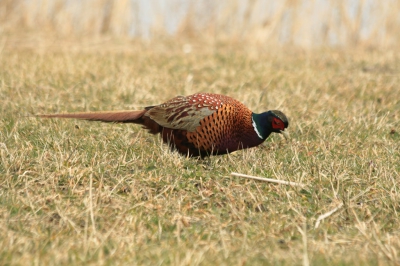 In de duinen bij Castricum. Het duurde even voordat hij mijn aanwezigheid accepteerde.