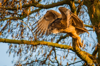 Net bij aankomst vloog de Oehoe weg vanaf de paal waar hij eventjes zat.