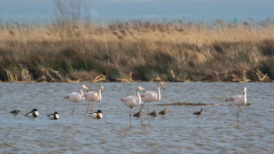 Een groepje Flamingo's in de polder, geflankeerd door wat Grutto's en Bergeenden. Leuk deze soort ook eens  tegen te komen in onze polders.