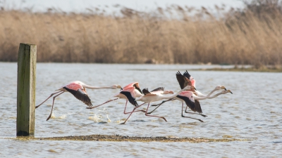 Ook Flamingo's willen de lucht in als er een roofvogel boven ze zweeft. De aanloop naar het luchtruim is  mooi om te zien, ze maken een lange waterwandeling !