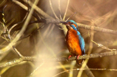 De eerste echte lentedag en de ijsvogel laat zich ook alweer zien. Ik ging even kijken of hij er alweer was en gelijk raak!