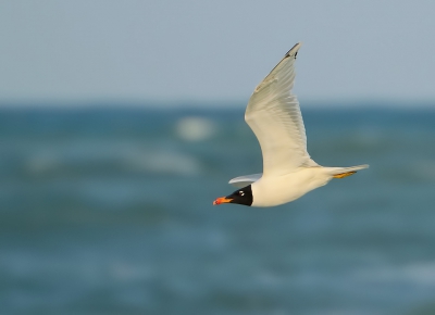 <i class='fa fa-user'></i>&nbsp;Branta-Tours&nbsp;|   Reuzenzwartkopmeeuw&nbsp; <i class='fa fa-eye'>&nbsp;442</i> &nbsp;<i class='fa fa-thumbs-up'>&nbsp;2</i> &nbsp; <i class='fa fa-comment-o'>&nbsp;6</i>