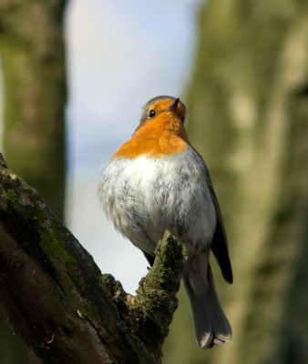 Tijdens een wandeling in het Westerpark kruiste dit prachtige vogeltje mijn pad. Het trippelde een paar meter van me af op het pad en liet zich aan alle kanten bewonderen. Vloog een moment later een struik en zong het hoogste lied. Prachtig ik wist niet eens dat het een zangvogel was. Gelukkig begint deze week de cursus vogel herkenning van de Vogelwerkgroep Zoetermeer. Geen overbodige luxe.