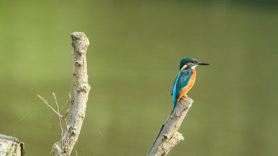 Laat in de ochtend richting Lepelaarsplassen gereden. Het zonnetje kwam mooi door. Wel vaker bij de Lepelaarsplassen geweest, maar nog
geen enkele keer de ijsvogel gezien /gefotografeerd en nu kwam hij gewoon rustig vlakbij zitten, om zo nu en dan te vissen.