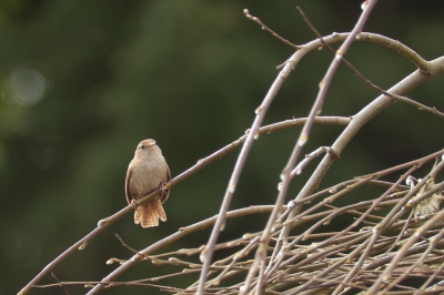 Foto van bijna een jaar geleden.
Een winterkoning, maar nu eens niet met het staartje omhoog.
Voor de huidige maandopdracht zou deze "takkenzooi" ook mee kunnen doen, maar die datum h.