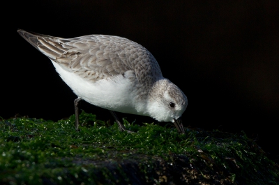 <i class='fa fa-user'></i>&nbsp;Inge van der Wulp&nbsp;|   Drieteenstrandloper&nbsp; <i class='fa fa-eye'>&nbsp;392</i> &nbsp;<i class='fa fa-thumbs-up'>&nbsp;4</i> &nbsp; <i class='fa fa-comment-o'>&nbsp;3</i>