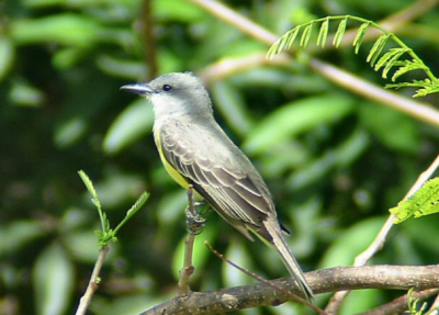 En van de vele fraaie vliegenvangers in Costa Rica