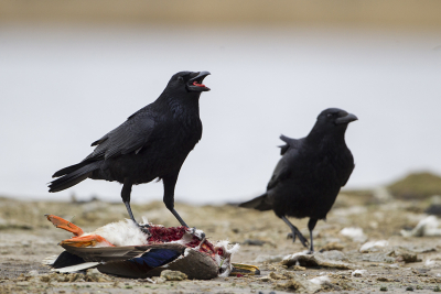 Voordat de juveniele havik lande zaten deze kraaien op de eend, net een serie online gezet van deze middag www.natuurflits.nl