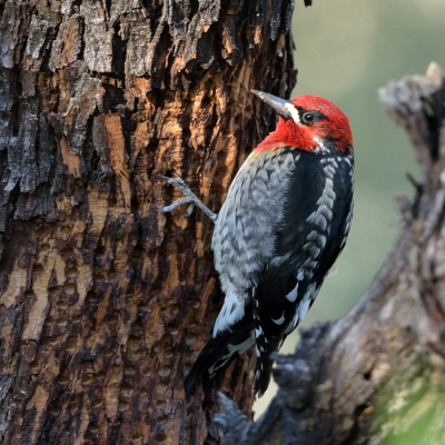Dit is een roodborstsapspecht die een beetje verdwaald is, hij hoort in Californie thuis.  Nu was hij weer al een tijdje te gast in Arizona, en volgens de gids speciaal bij deze boom.  Je kunt aan de stam zien dat de specht de boom min of meer letterlijk leeg eet.  Ik kan me niet voorstellen dat de boom dit langdurig verblijf van de sapspecht overleeft.