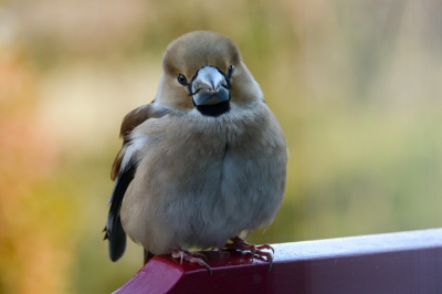 Binnenhuis achter dubbel glas .
Deze Appelvink had ik nog nooit gezien en zit plots op de bank naar binnen te gluren. 
Kon haar dus van dichtbij goed fotograferen  in onze tuin