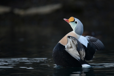 Fantastisch om zo dicht op de koningseiders te kunnen zitten en te fotograferen. Na het eten en het wassen even de veren uitstrekken.