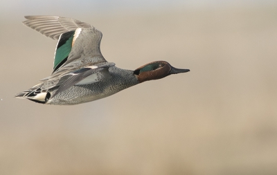 <i class='fa fa-user'></i>&nbsp;henksteen&nbsp;|   Wintertaling&nbsp; <i class='fa fa-eye'>&nbsp;590</i> &nbsp;<i class='fa fa-thumbs-up'>&nbsp;4</i> &nbsp; <i class='fa fa-comment-o'>&nbsp;7</i>