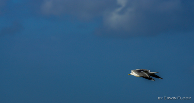 Testen nw aankoop Tamron 150-600 mm op a65. Genomen tijdens straffe wind uit de hand.