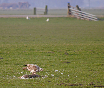 Een heel mooi tafereel waarbij een zilvermeeuw weggejaagd is door de buizerd en de andere haas continu komt kijken naar de dode haas. Helaas is de foto met deze alle drie niet scherp genoeg, maar bijzonder begin van de dag. Overigens is er de discussie geweest of dit niet een ruigpootbuizerd zou zijn. Ik heb gekozen voor een gewone buizerd, omdat op een andere foto de poten duidelijk te zien zijn.