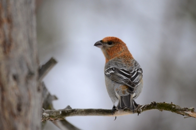 Een Haakbek in haar natuurlijk omgeving: Sneeuw! Ik hoop dat de ijzige sfeer en sneeuwreflectie hier tot zijn recht komt.