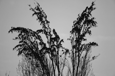 Tegen zonsondergang komen nog steeds grote groepen spreeuwen samen hier in de Amsterdamse rivierenbuurt. De "murmuration" is prachtig om te zien, maar ook hoe zij de kale bomen als het ware tijdelijk van bladeren voorzien.