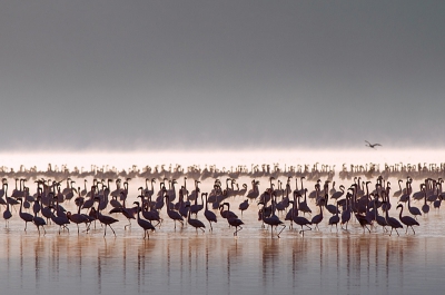 'Nakuru Awakening'

Het was een ultravroege missie om tijdig voor zonsopgang op de juiste plaats van Lake Nakuru te staan om de flamingo's in het ochtendlicht te vangen. Dag n waren de wolken spelbreker, dag twee was het raak. De continu veranderende kleuren van het ochtendlicht zorgden voor een reeks zeer gevarieerde foto's. De flamingo's hielden niet van toeschouwers dichtbij, dus gebruik van de telelens was aangewezen. f/8 zorgde in dit geval voor de gewenste scherptediepte van geleidelijk in het ochtendlicht verdwijnende laagjes flamingo's.