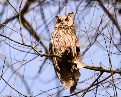 Je ziet niet vaak Uilen zitten, mistige ochtend maar toch 1 uil. plaats deze foto omdat hij ook een prooi in zijn poot heeft

iso 100
300mm
F/5.6
1/320 sec