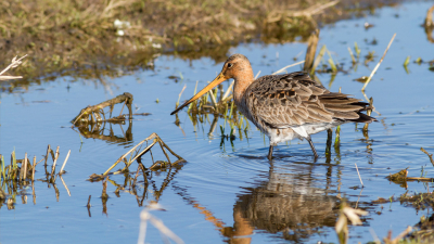 Grutto lekker aan het pootje baden! Grutto's zijn weer te bewonderen in de Arkemheense polder bij Putten en Nijkerk!